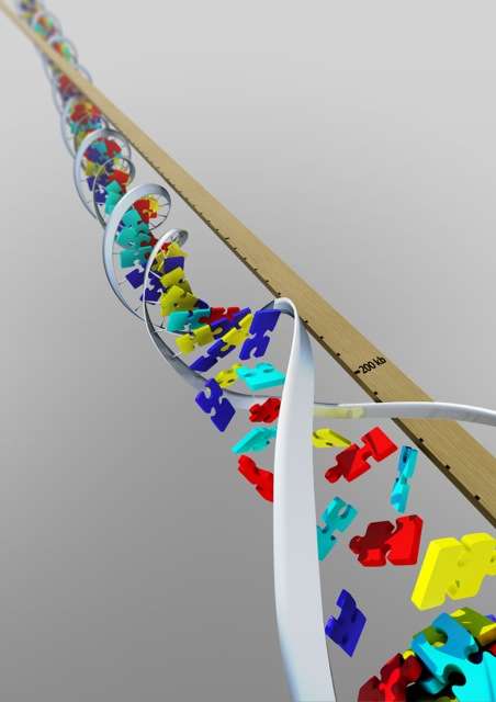 Topoisomerase inhibitors reduce the expression of long genes in neurons, including a remarkable number of genes implicated in Autism Spectrum Disorders - 200 kb is four times longer than the average gene. (Concept: Mark Zylka. Illustration: Janet Iwasa)