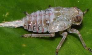 An Issus nymph. (Source: Cambridge University)