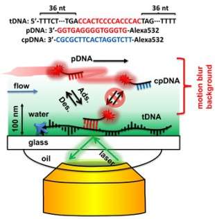 The super-resolution technique allows fluorescent-labeled probe DNA to pinpoint target DNA sequences in an immobilized strand in ways neither regular nor electron microscopes are able. The technique relies on multiple images of probes binding temporarily to targets as they flow over the strand and are captured by a camera. (Source: Rice University/Landes Group)