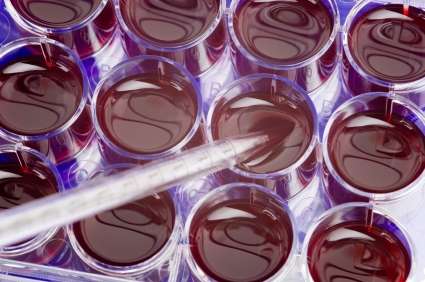 stem cell culture