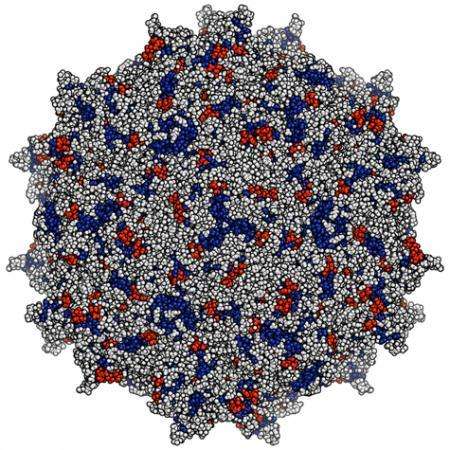 An illustration shows the crystal structure of the small virus used to deliver antibodies as Vectored ImmunoProphylaxis against HIV. (Source: Alejandro Balazs / California Institute of Technology)