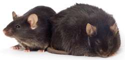 A normal mouse (left) next to an obese mouse (right). (Source: The Jackson Laboratory)