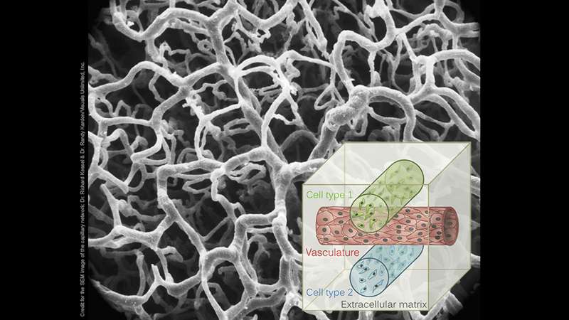 In the human body, interconnected networks of fine blood vessels nourish tissue and remove waste. Jennifer Lewis and her team have developed a method for printing 3D tissue constructs that weaves multiple cell types within the extracellular matrix that supports them, and builds in the vascular network. (Source: Wyss Institute for Biologically Inspired Engineering at Harvard University)