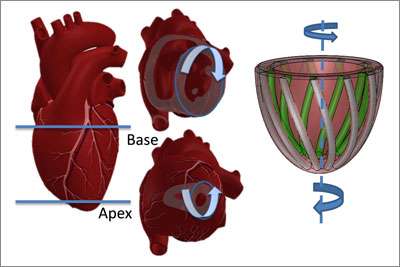 The heart circulates blood as if it were wringing a towel. The bottom twists in a counterclockwise direction while the top twists clockwise. On the right is the team's model of the heart, showing tube-like pneumatic artificial muscles (PAMs) that mimic the heart's striated muscle fibers.(Source: Harvard's Wyss Institute and SEAS)