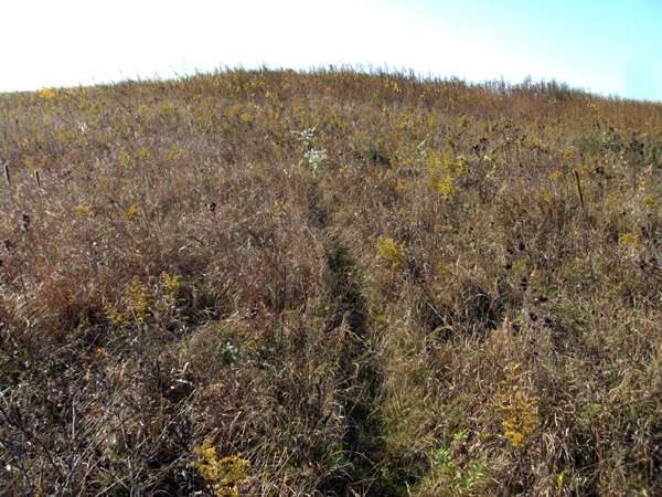 The sampling site located at the A.C. and Lela Morris Prairie Reserve, located in Jasper County Iowa. (Source: Jim Tiedje)