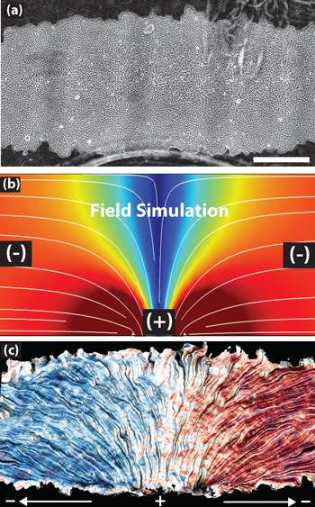 The top image shows a patch of epithelial cells. The white lines in the middle image mark the electric current flowing from positive to negative over the cells. The bottom image shows how the cells track the electric field, with blue indicating leftward migration and red signaling rightward movement. (Images by Daniel Cohen)