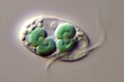 Cyanophora paradoxa, one of the algae with newly discovered phytochromes. (Source: University of California, Davis)