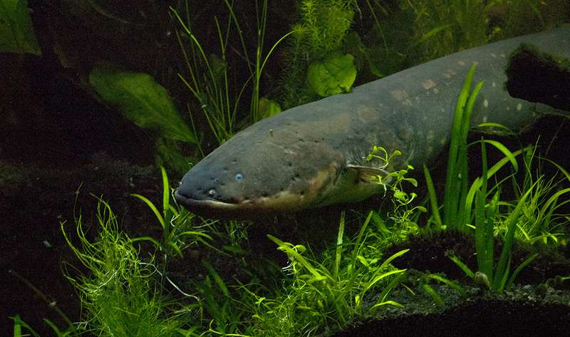 For the first time, the genome of the electric eel has been sequenced. This discovery has revealed the secret of how fishes with electric organs have evolved six times in the history of life to produce electricity outside of their bodies. (Source: Michigan State University)