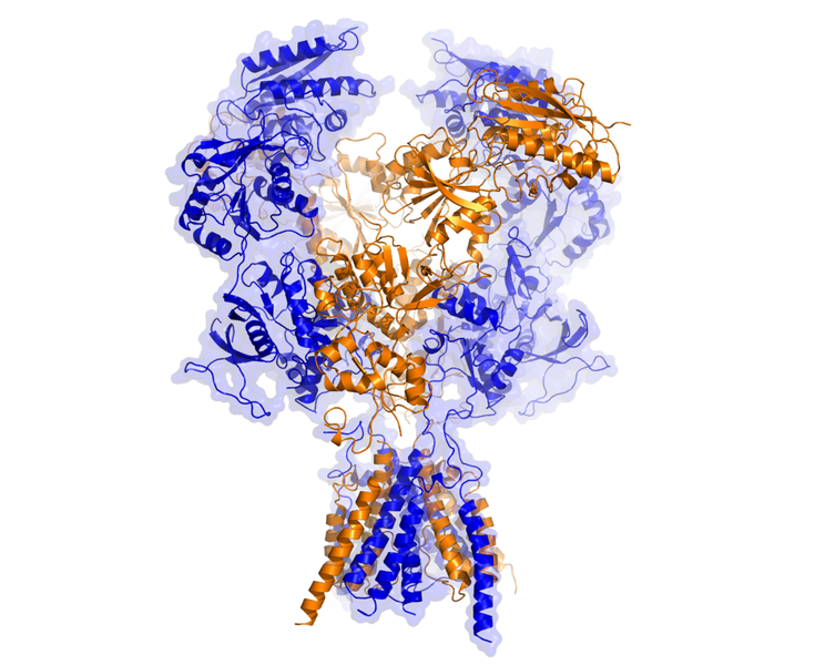 X-ray crystal structure of the NMDA receptor showing its mushroom- like shape, with receptor subunits in different colors.