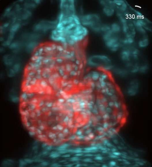 A reconstructed beating heart of a zebrafish embryo with the muscle layer (myocardium) in red and the endothelium (endocardium and vasculature) in cyan. (source: MPI f. Molecular Cell Biology and Genetics/ Huisken)