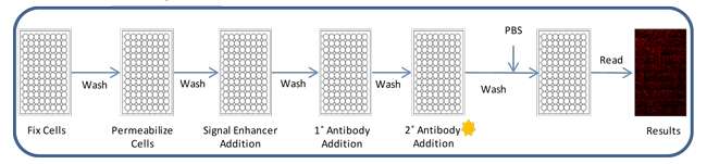 Schematic of immunofluorescence staining protocol. Cells are lightly fixed using PFA before being permeabilized with 1% PBS Triton X-100. Image iT® FX Signal Enhancer is added before staining with fluorescent probes.