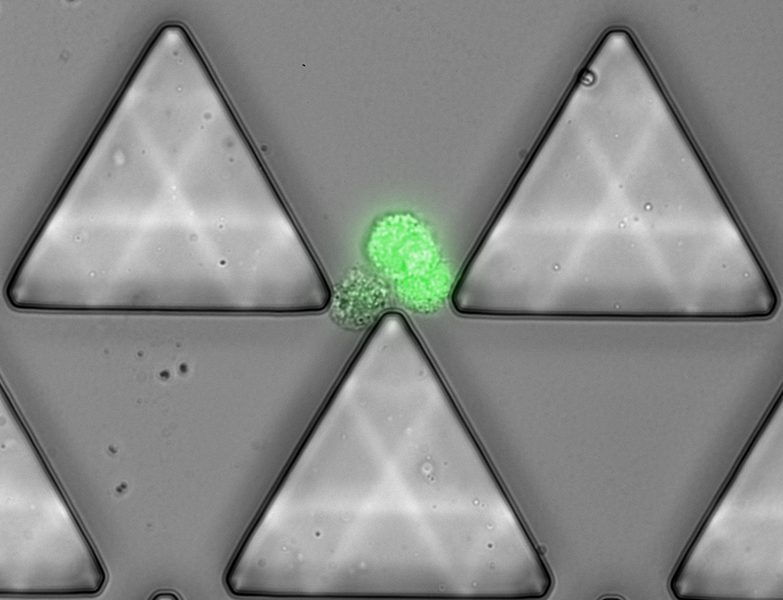 A fluorescently labelled cancer cell cluster balances on the tip of a post within Cluster-Chip. (Credit: Mehmet Toner, BioMicroElectroMechanical Systems Resource Center at MGH)