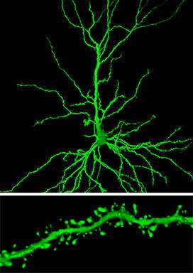 When researchers looked at certain neurons (similar to the one shown on top) in rats treated with riluzole, they found an important change in one brain region, the hippocampus: more clusters of so-called spines, receiving connections that extend from the branches of a neuron (bottom). (Credit: Rockefeller Uni)