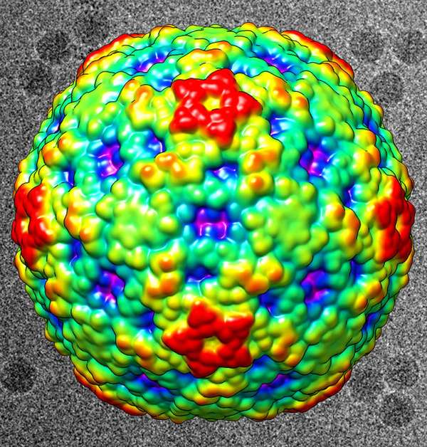 This color-coded image shows the surface view of enterovirus D68. The virus has stricken children with serious respiratory infections and might be associated with polio-like symptoms. Red regions are the highest peaks, and the lowest portions are blue. In the black-and-white background are actual electron microscopy images of the EV-D68 virus. (Purdue University image/Yue Liu and Michael G. Rossmann) 