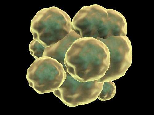 Conceptualization of cord blood stem cells.