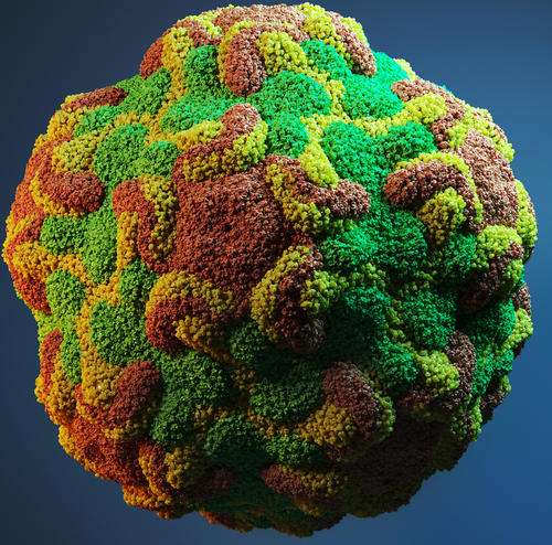 Researchers have sequenced the genome of enterovirus D68, which is similar to the germ that causes the common cold, rhinovirus, shown above.