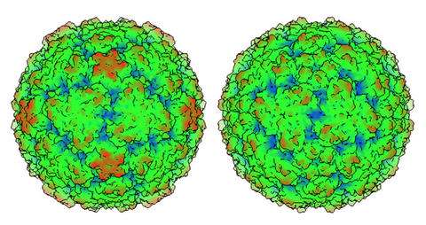 Two faces of the common cold. The protein coat of the “missing link” cold virus, Rhinovirus C (right), has significant differences from the more observable and better studied Rhinovirus A. Those differences explain why no effective drugs have yet been devised to thwart the common cold. (Source: University of Wisconsin-Madison)