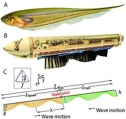 This illustration depicts a glass knifefish (A) and the robotic fish (B) used in the research concerning a mystery in the way animals move. (Source: Johns Hopkins University)