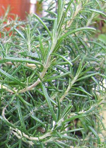 Rosemary is one of the enhanced extracts made from special antioxidants that can improve learning and memory. (Source: Wikimedia/Erin Silversmith)