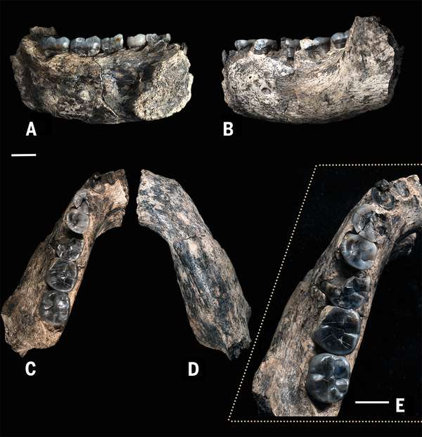 Close up images of LD 350-1 mandible. (Source: William Kimbel)