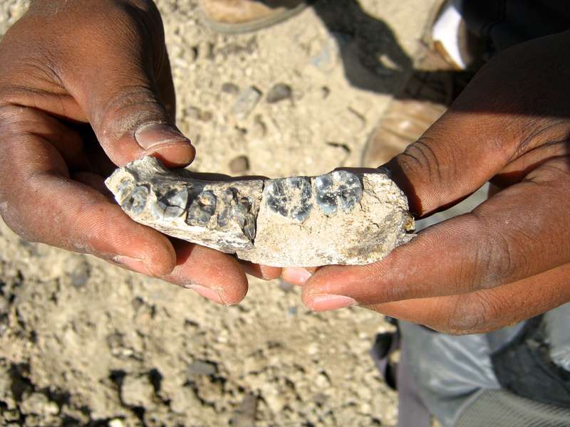 Close up view of the mandible just steps from where it was sighted by Chalachew Seyoum, an ASU graduate student from Ethiopia. (Source: Kay Reed)