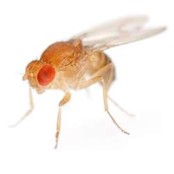 Attention Deficit & Hyperactivity in a Drosophila Memory Mutant