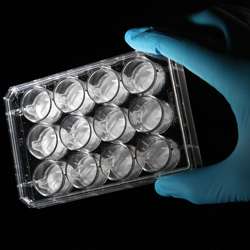 Material for 3D Cell Culture